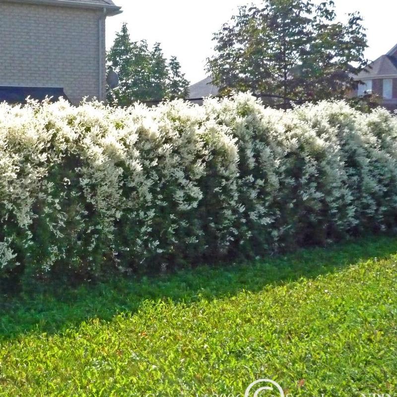 Polygonum aubertii 