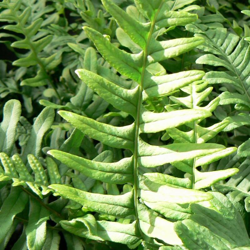 Polypodium vulgare 