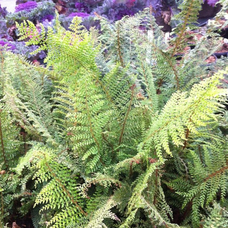 Polystichum setiferum Herrenhausen