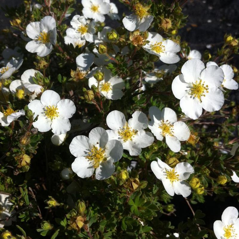 Potentilla fruticosa Abbotswood