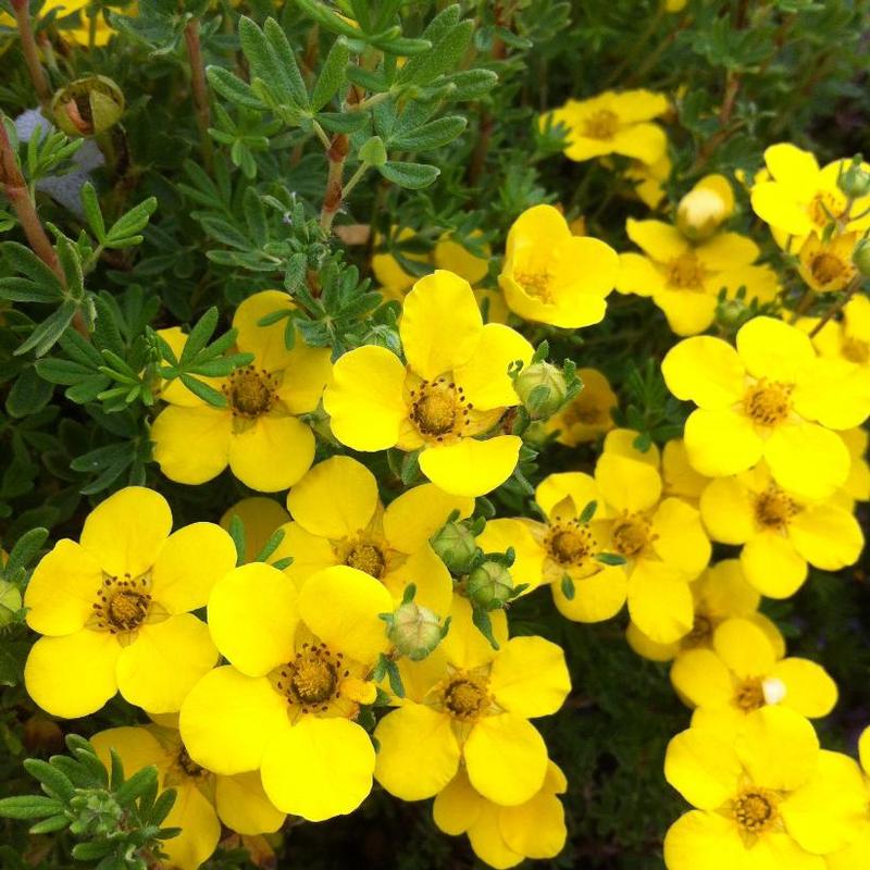 Potentilla fruticosa Farreri