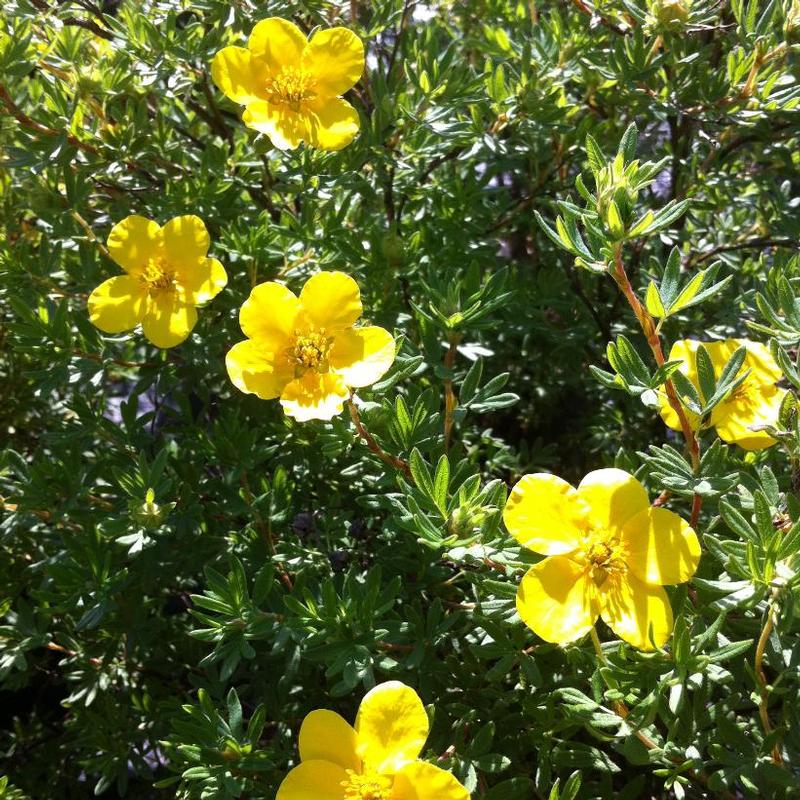 Potentilla fruticosa Goldfinger