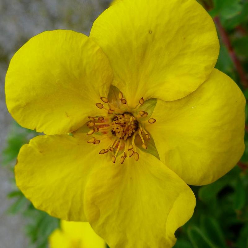 Potentilla fruticosa Goldstar