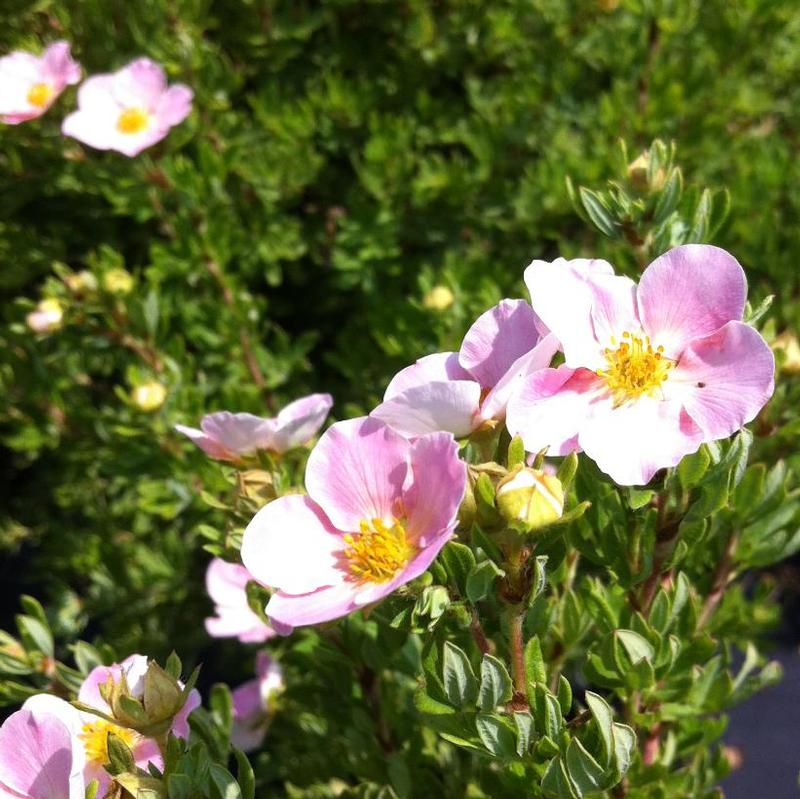 Potentilla fruticosa Pink Beauty