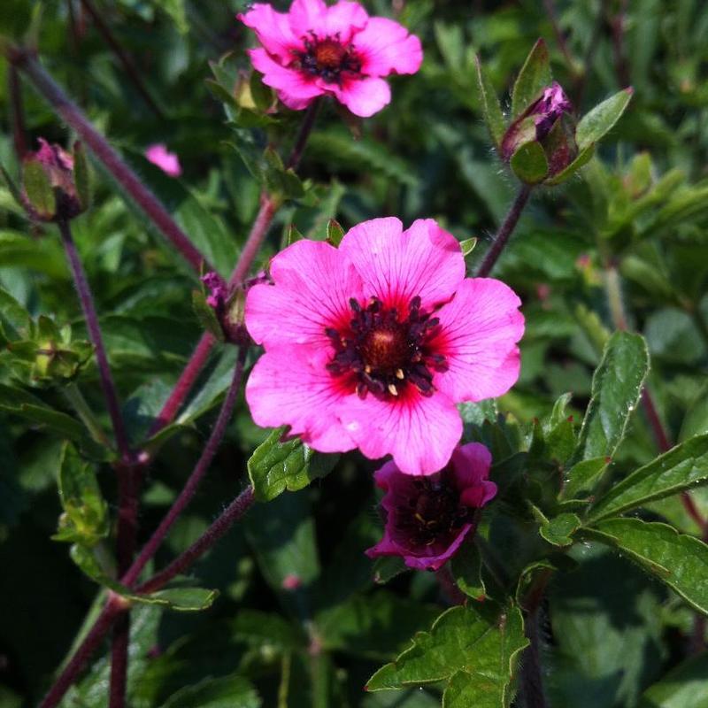 Potentilla nepalensis Miss Willmot