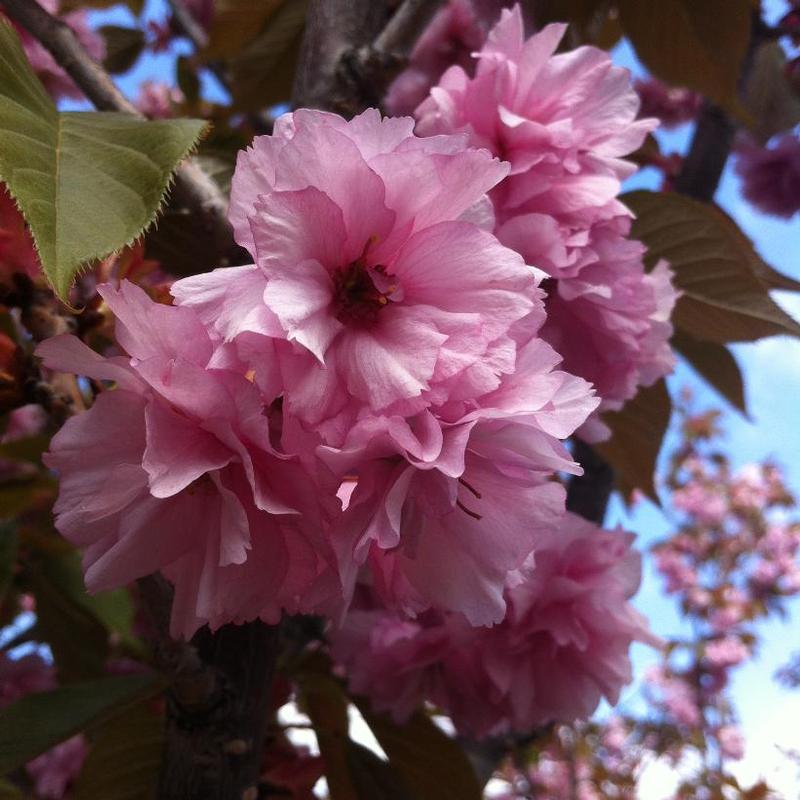 Prunus serrulata Kwanzan