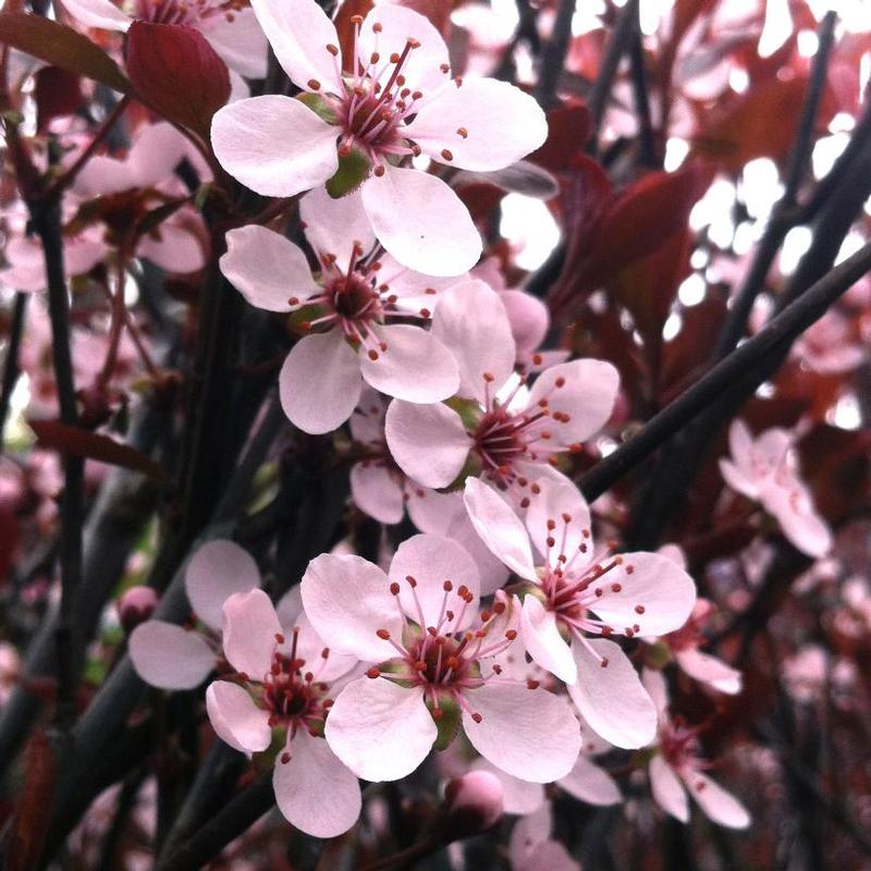 Prunus x cistena 