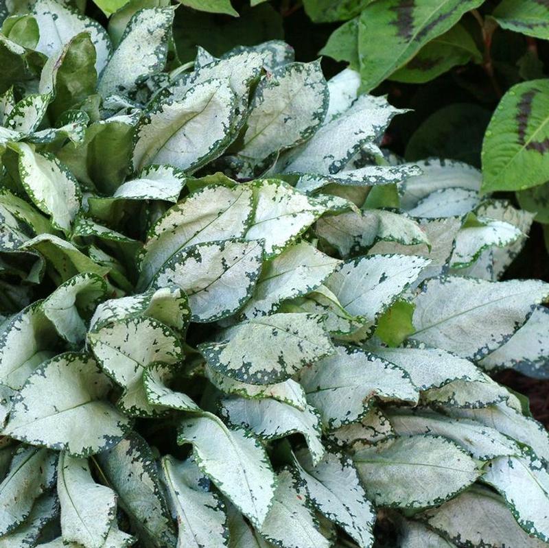 Pulmonaria x Moonshine