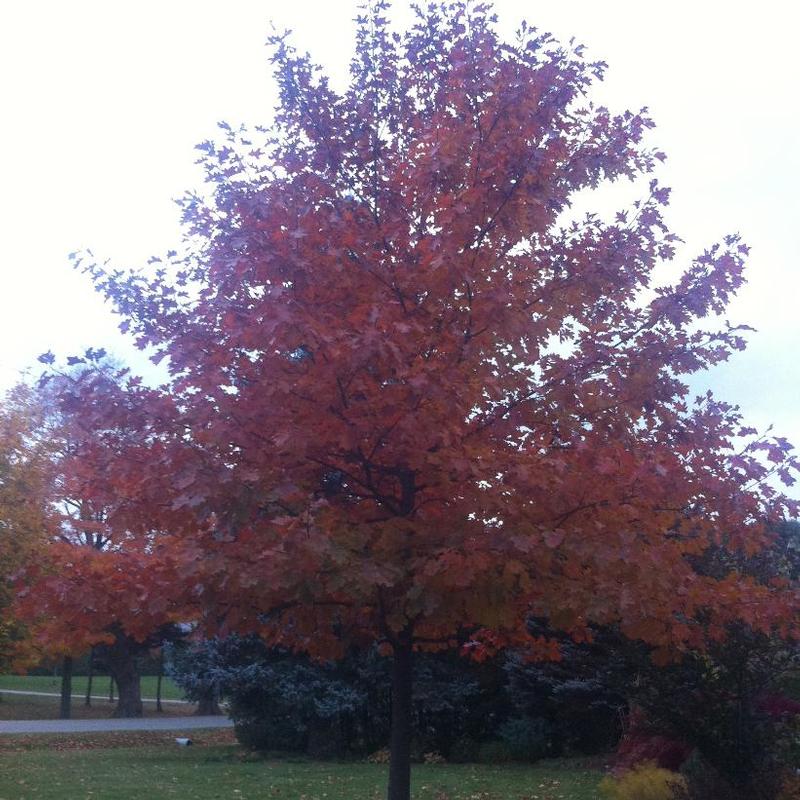 Quercus rubra 