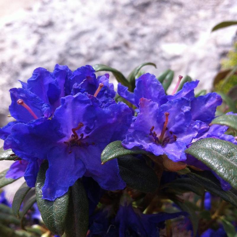 Rhododendron Blue Baron