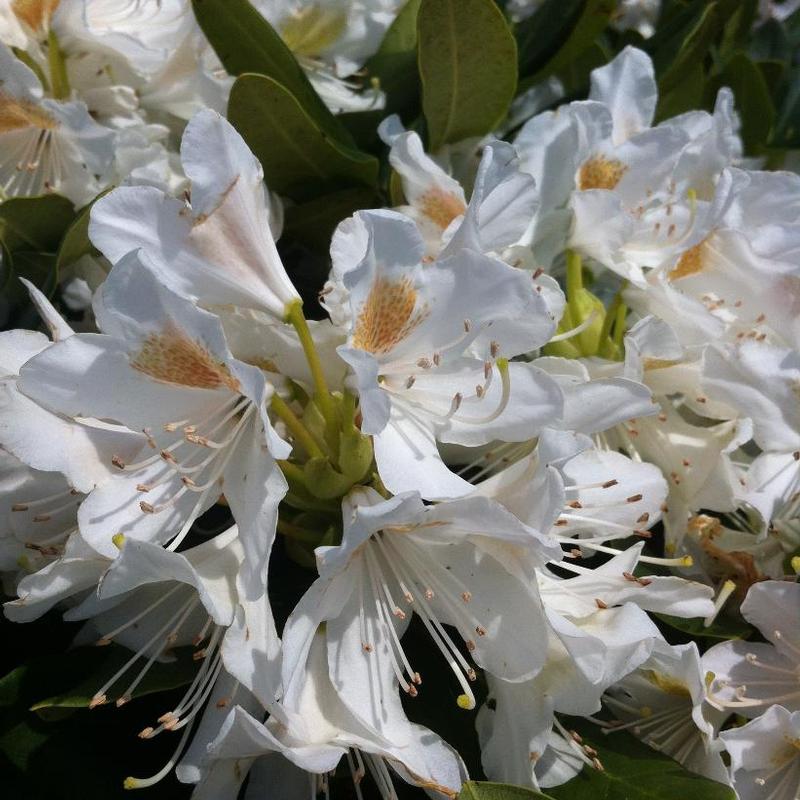 Rhododendron Cunningham's White