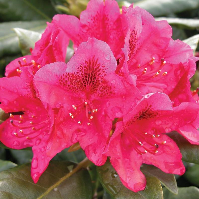 Rhododendron Nova Zembla