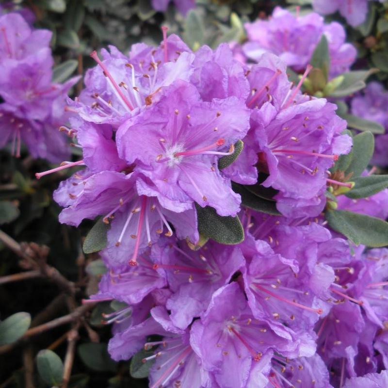 Rhododendron Purple Gem