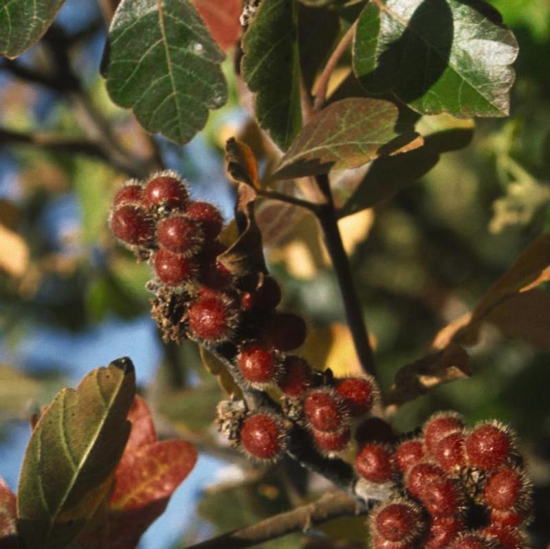 Rhus aromatica 