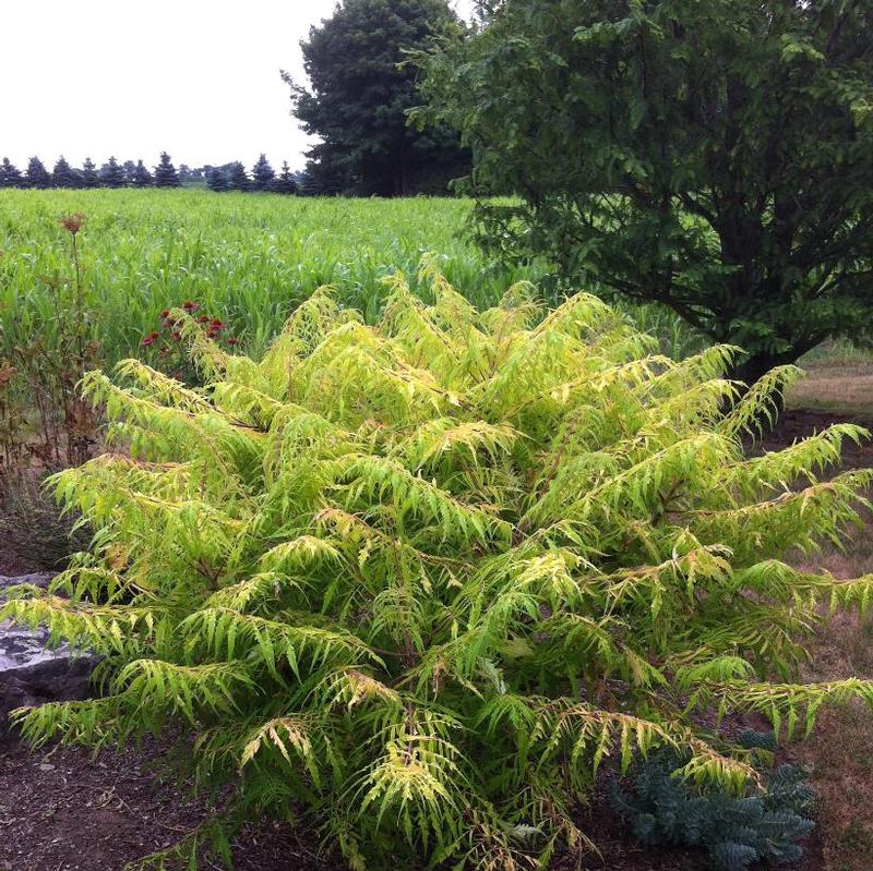 Rhus typhina First Editons® Bailtiger