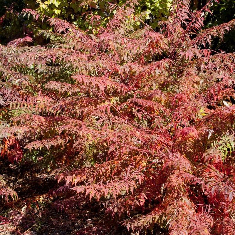 Rhus typhina Dissecta