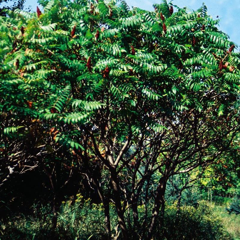 Rhus typhina 