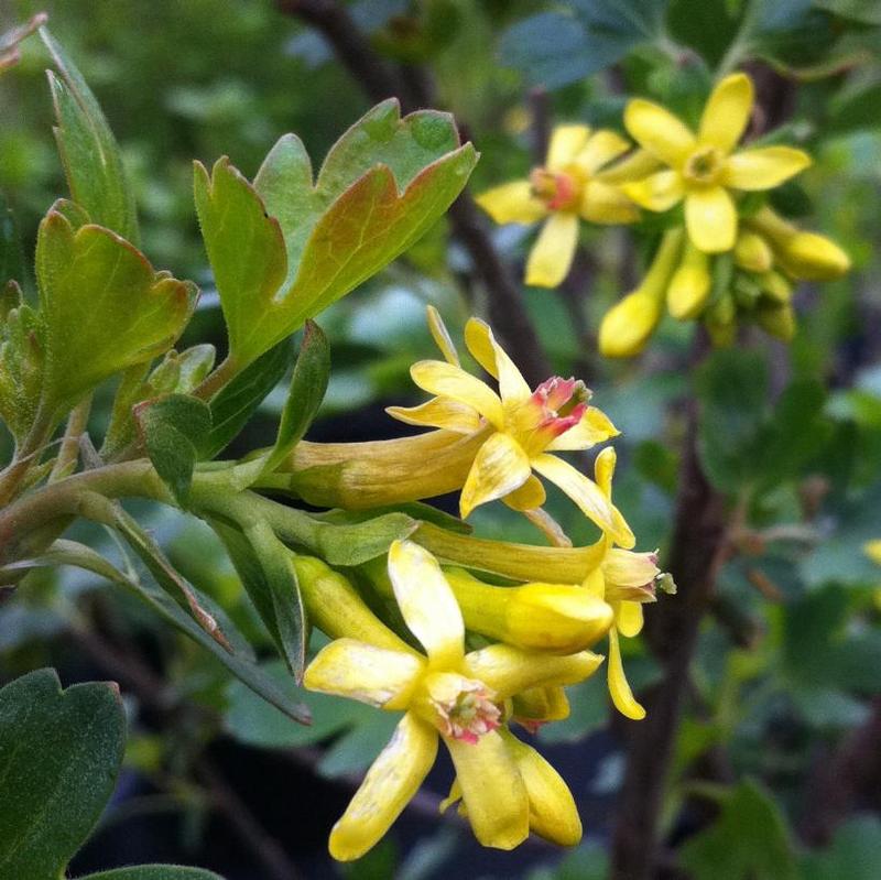 Ribes aureum 