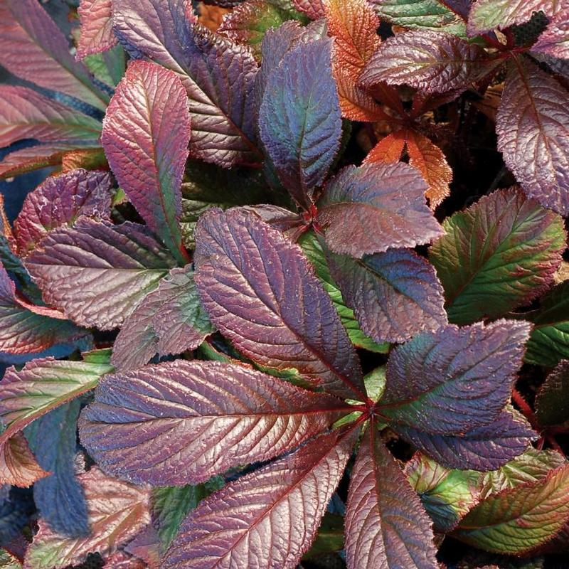 Rodgersia x Bronze Peacock