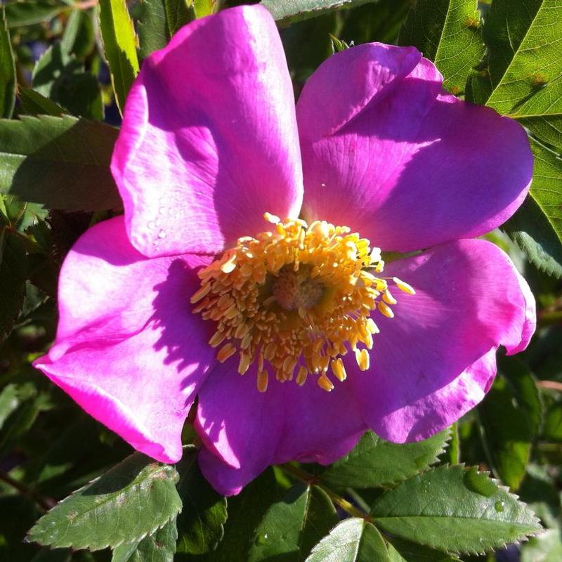 Rosa palustris 