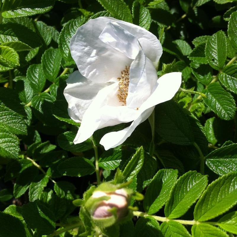 Rosa rugosa Alba