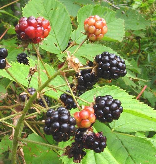 Rubus allegheniensis 