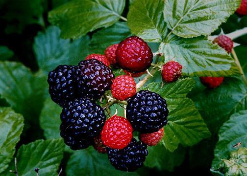 Rubus occidentalis 