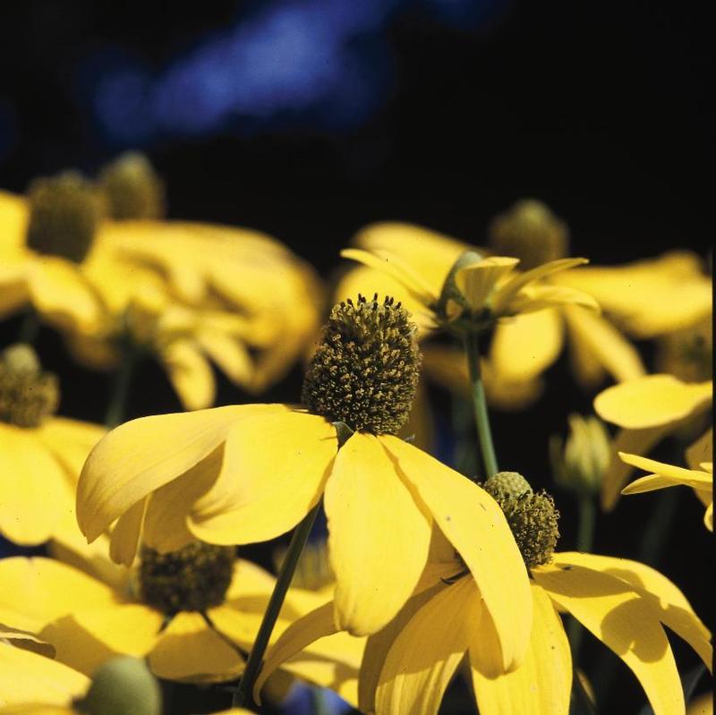 Rudbeckia laciniata Herbstonne