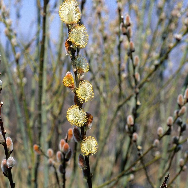 Salix Discolor Pussy Willow From Antheia Gardens