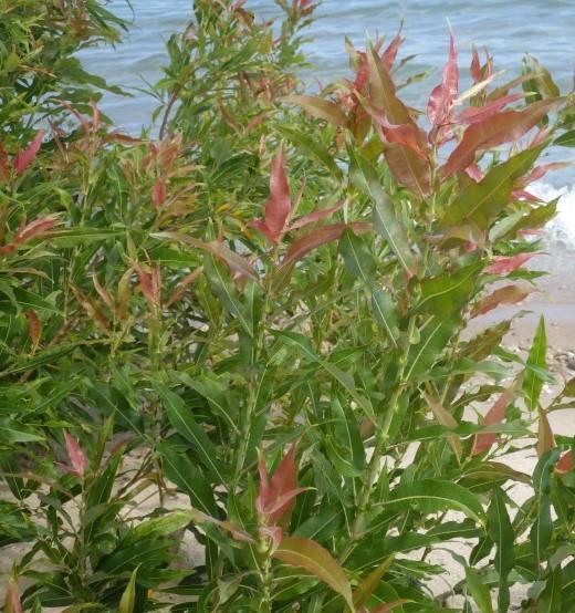 Salix eriocephala 