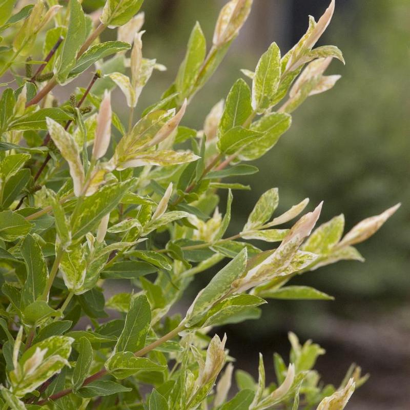 Salix integra Hakuro-nishiki