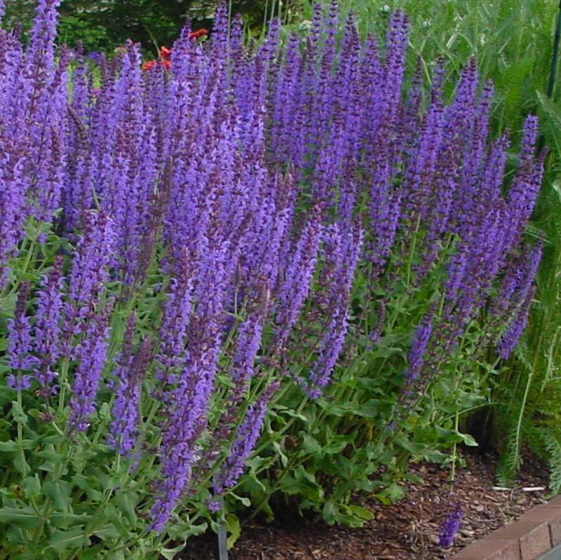 Salvia nemorosa Blauhuegel