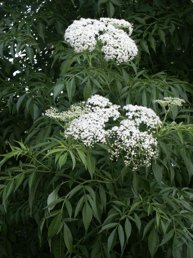 Sambucus canadensis 