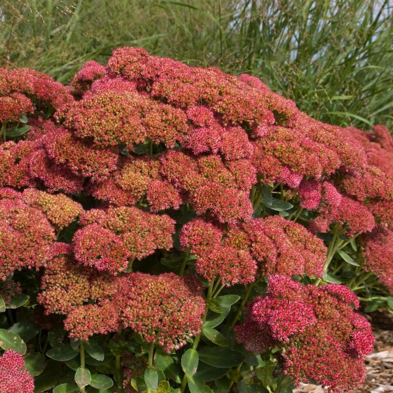 Sedum spectabile Autumn Fire