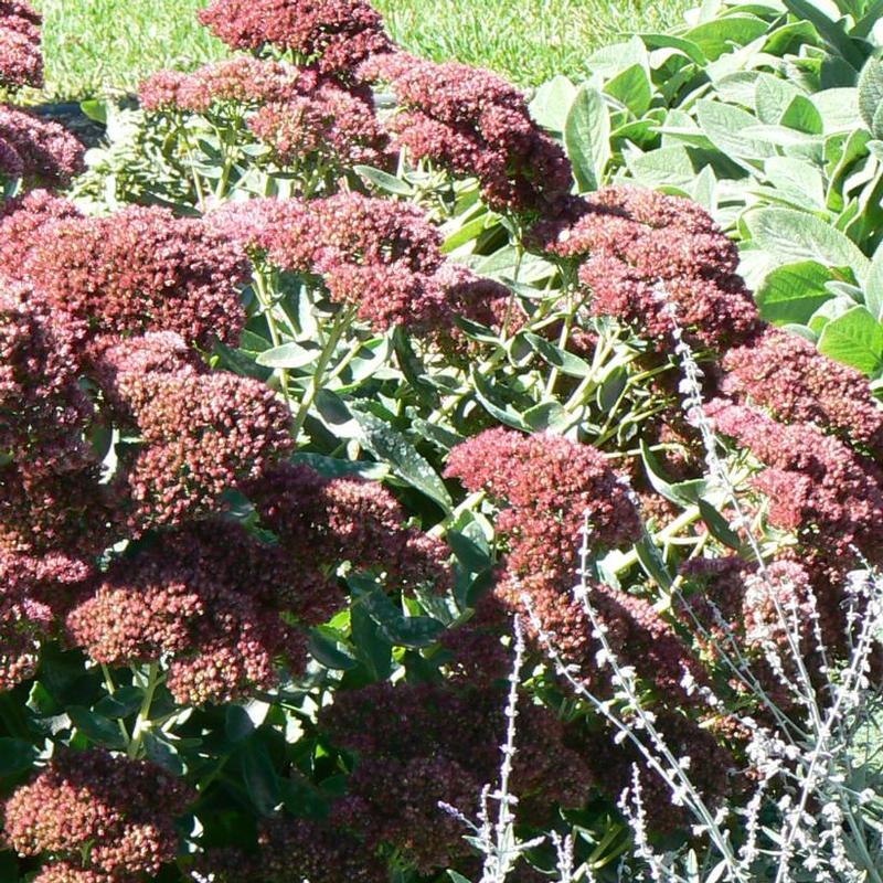 Sedum spectabile Herbstfreude