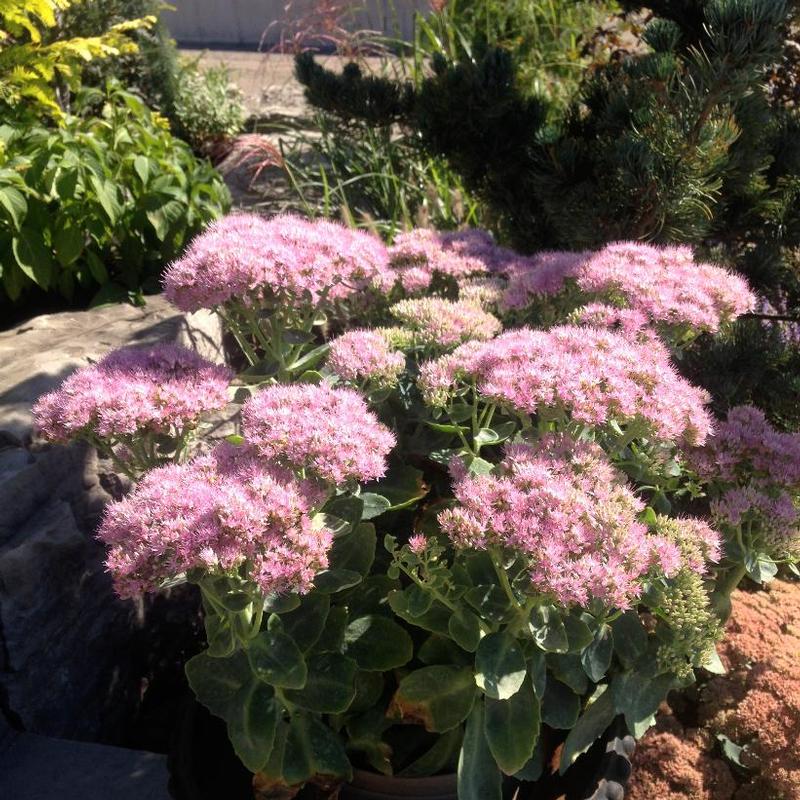 Sedum spectabile Brilliant