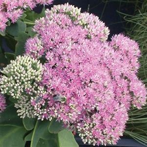 Sedum spectabile Pink Bomb