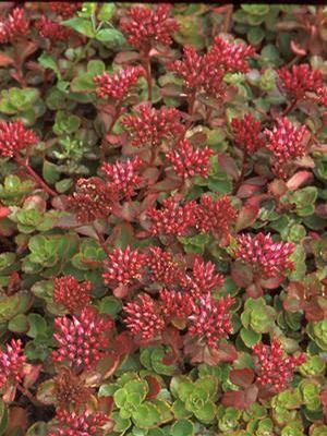 Sedum spurium Fuldaglut