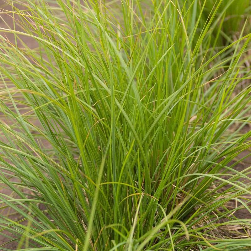 Sesleria autumnalis 