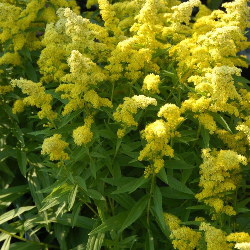 Solidago x Dansolitlem