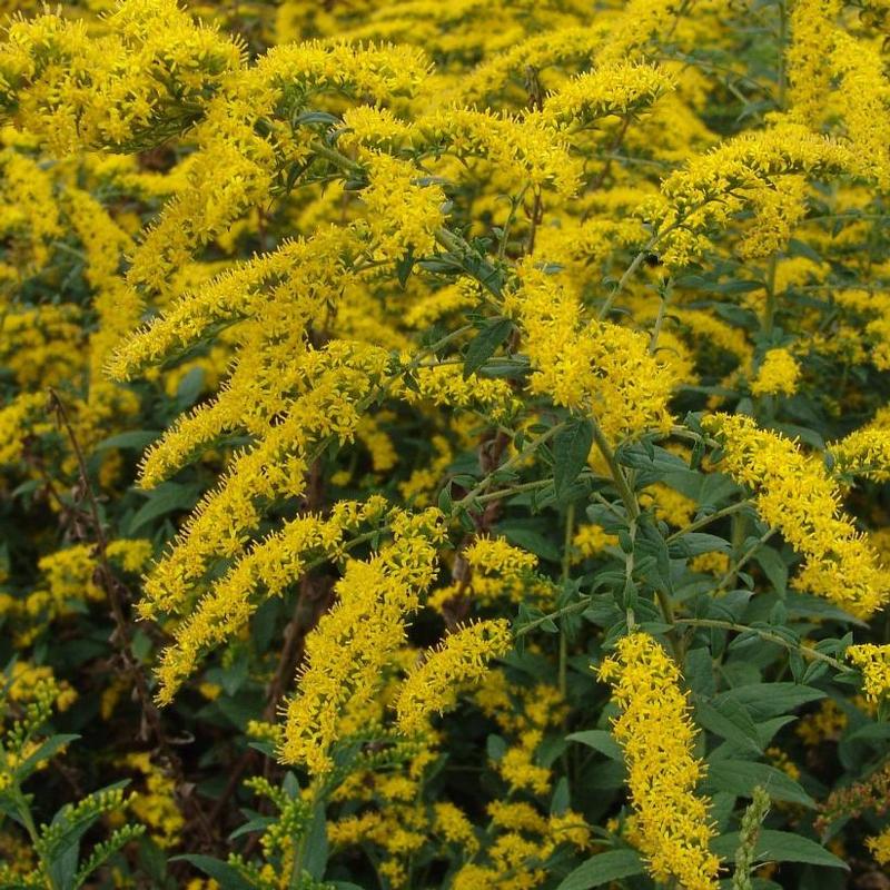 Solidago rugosa Fireworks