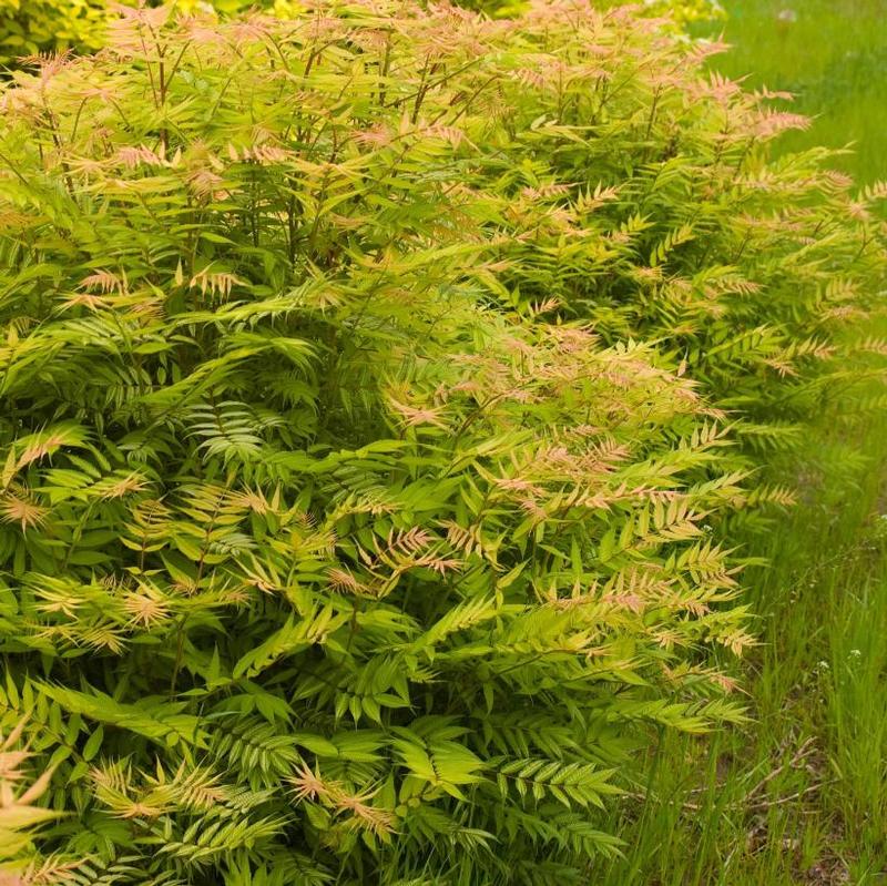 Sorbaria sorbifolia Sem