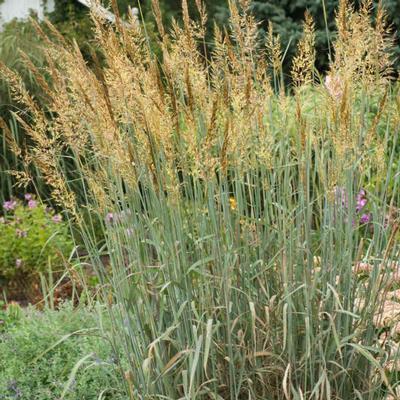 Sorghastrum nutans Sioux Blue