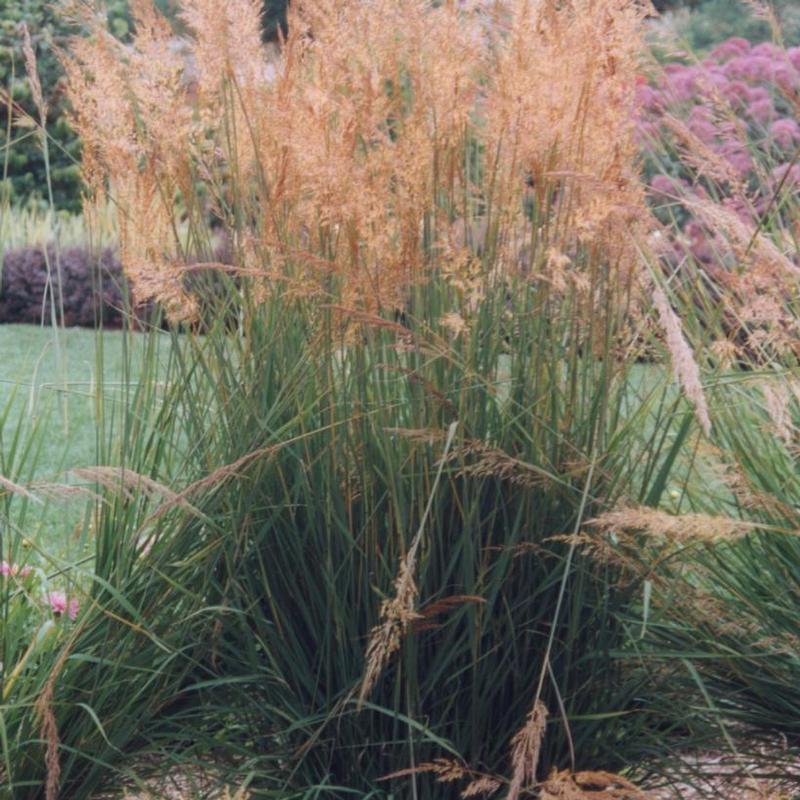 Sorghastrum nutans 