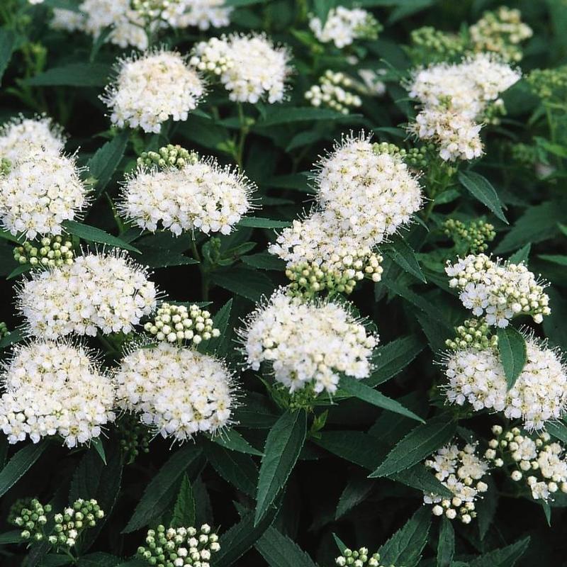 Spiraea albiflora 