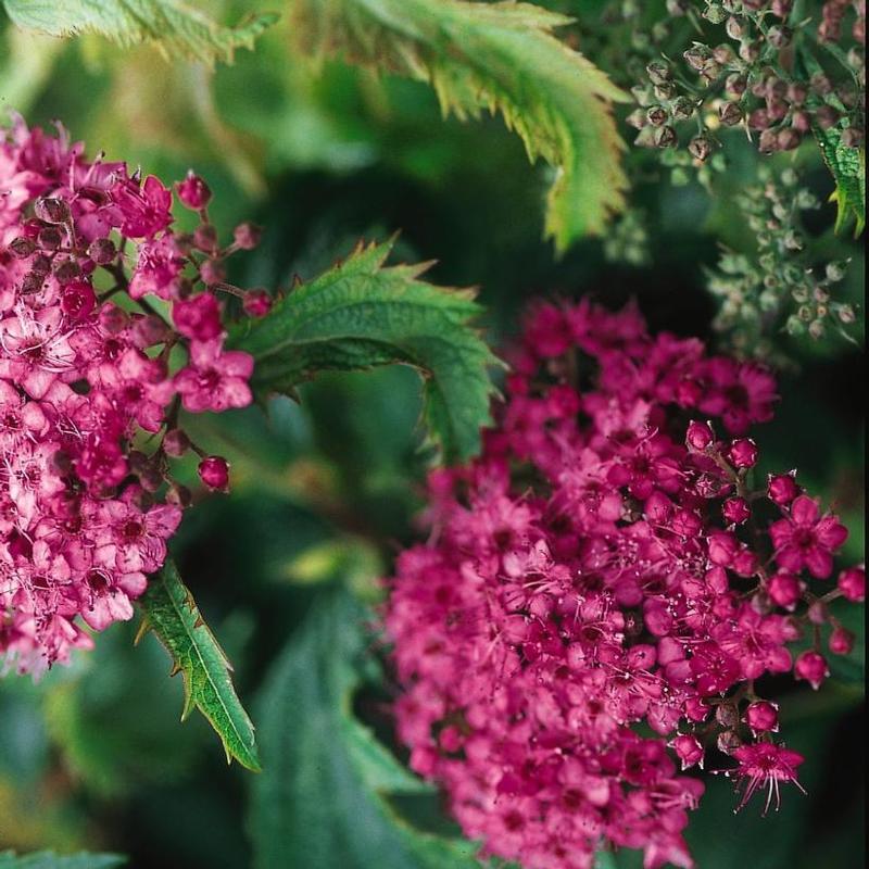 Spiraea japonica Crispa