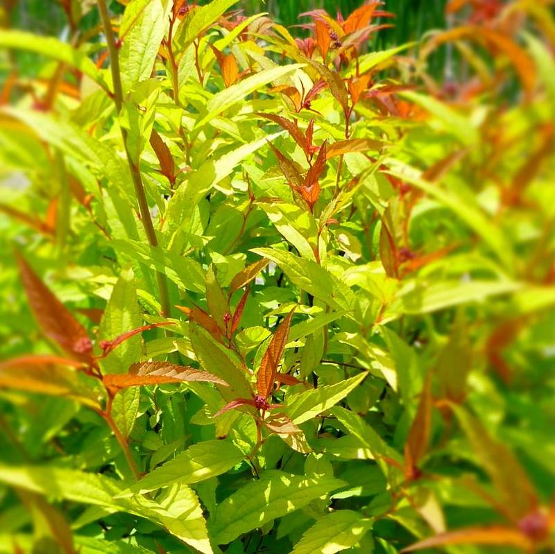 Spiraea japonica Flaming Mound