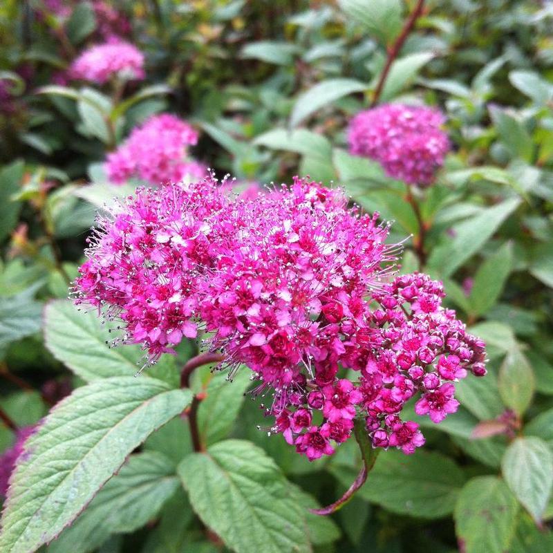 Spiraea japonica Froebelii