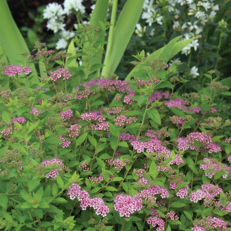 Spiraea japonica Little Princess