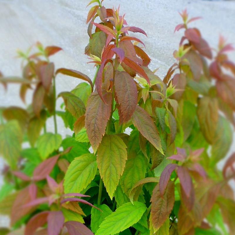 Spiraea japonica Macrophylla